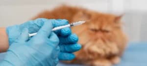 Kedi Aşı Takvimi: Yavru ve Yetişkin Kediler İçin Rehber