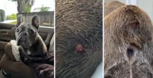 Kedi Mast Hücre Tümörü: Teşhis ve Tedavi