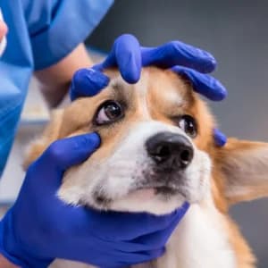 Köpek Göz Sağlığı: Yaygın Problemler ve Önleme